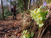 68 Primula vulgaris (Primula comune)